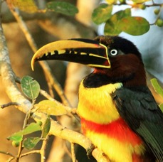 13.  ARACARI  CHESTNUT EARED feeding       BRAZIL S.AM..jpg