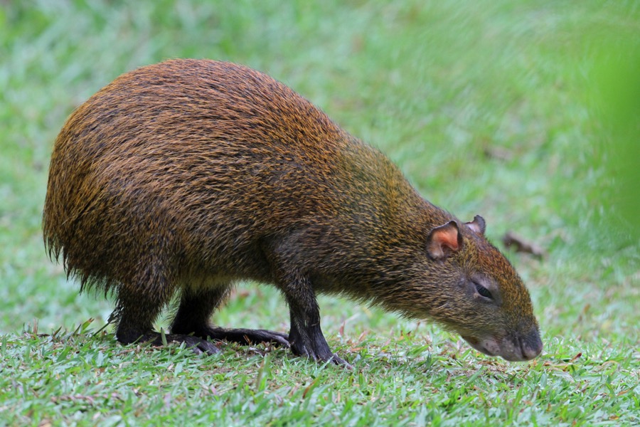 AGOUTI.   CENTRAL AMERICAN.jpg