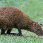 AGOUTI.   CENTRAL AMERICAN.jpg