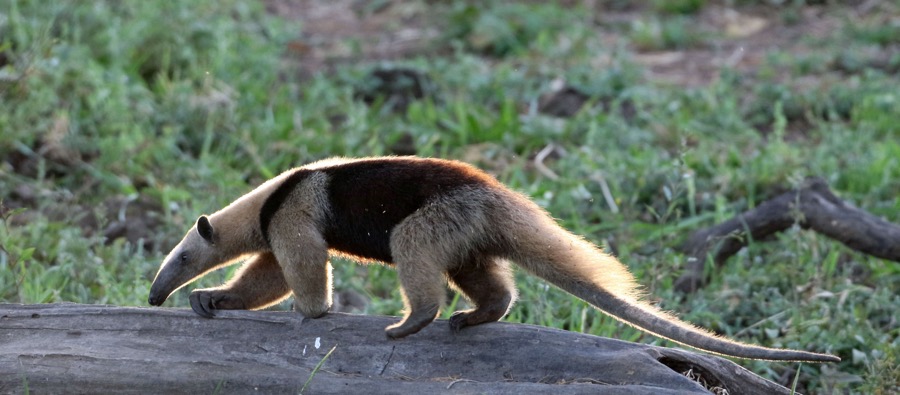 ANT-EATER  TAMANDUA.  NORTHERN.JPG