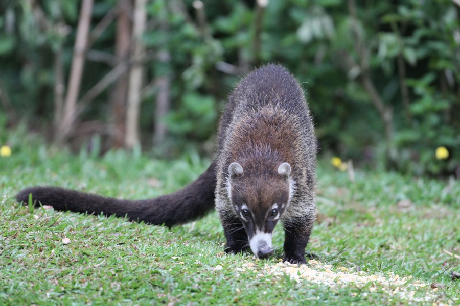 COATI  WHITE-NOSED.JPG