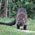 COATI  WHITE-NOSED.JPG