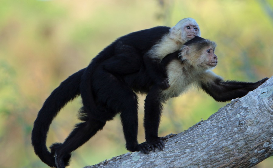 MONKEY  CAPUCHIN &  baby  WHITE..  THROATED.JPG