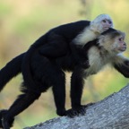MONKEY  CAPUCHIN &  baby  WHITE..  THROATED.JPG