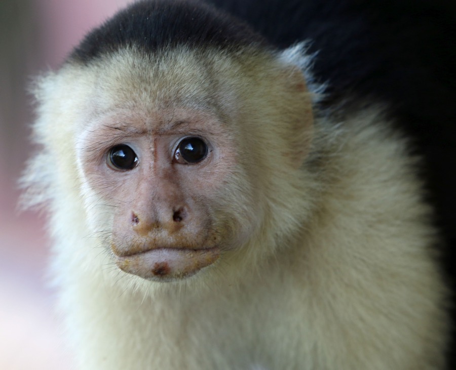 MONKEY  CAPUCHIN..  WHITE  THROATED.JPG