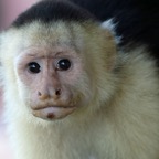 MONKEY  CAPUCHIN..  WHITE  THROATED.JPG