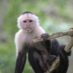 MONKEY.  CAPUCHIN.  WHITE  THROATED.jpg