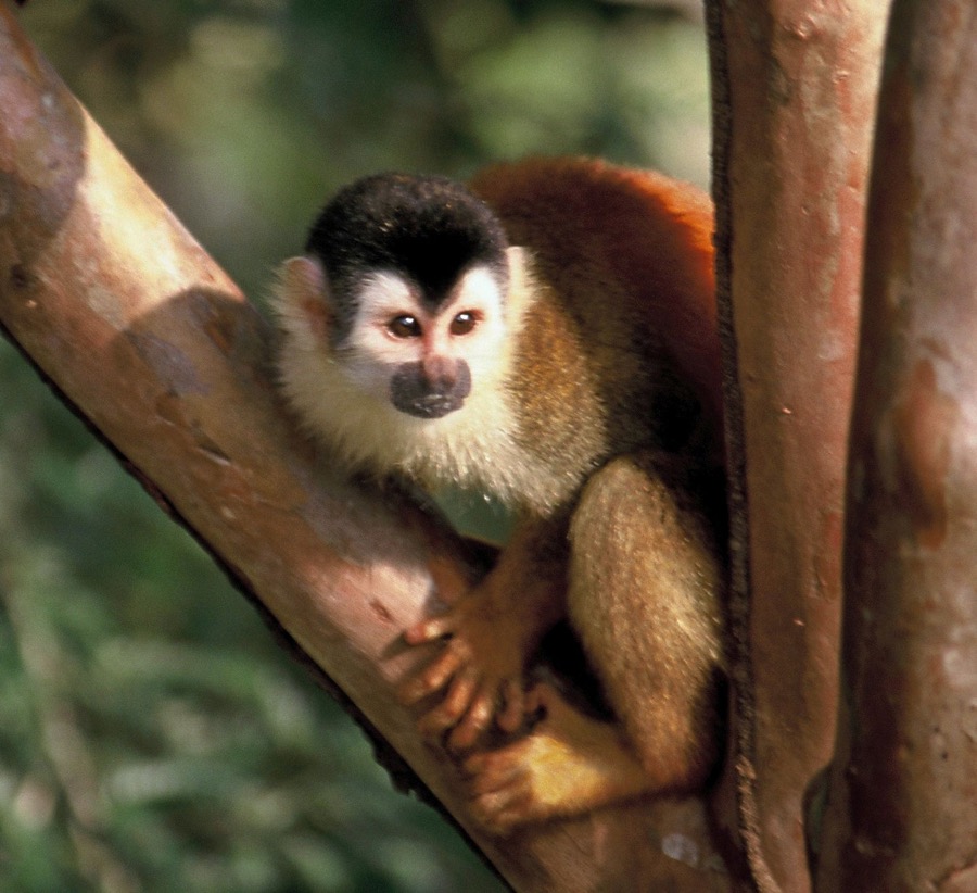 MONKEY.  SQUIRREL    CENTRAL AMERICAN..jpg