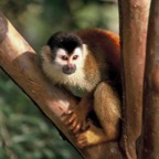 MONKEY.  SQUIRREL    CENTRAL AMERICAN..jpg