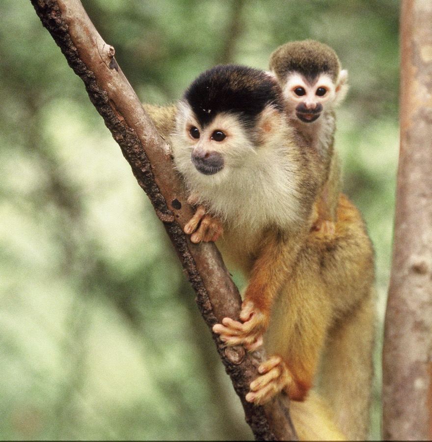 MONKEY.  SQUIRREL.  CENTRAL AMERICAN..      with baby..JPG