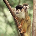 MONKEY.  SQUIRREL.  CENTRAL AMERICAN..      with baby..JPG
