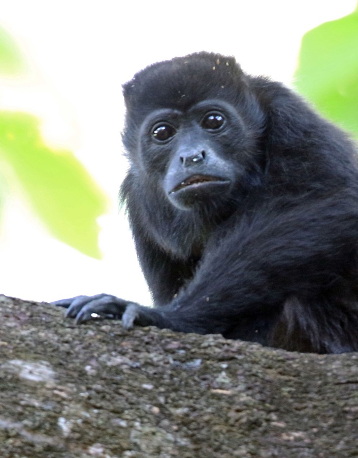 MONKEY...   HOWLER  MANTLED.JPG