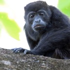 MONKEY...   HOWLER  MANTLED.JPG