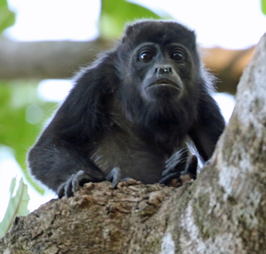 MONKEY....   HOWLER   MANTLED.JPG