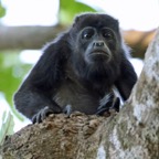 MONKEY....   HOWLER   MANTLED.JPG