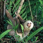 SLOTH.   HOFFMANNS  TWO-TOED.JPG
