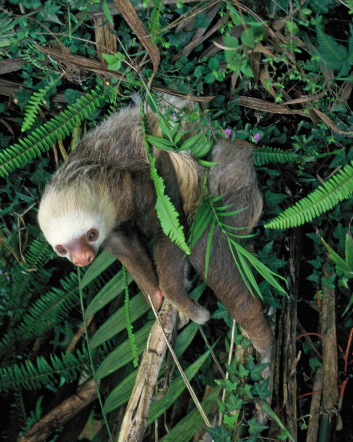 SLOTH..      HOFFMANNS   TWO-TOED.JPG