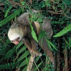 SLOTH..      HOFFMANNS   TWO-TOED.JPG
