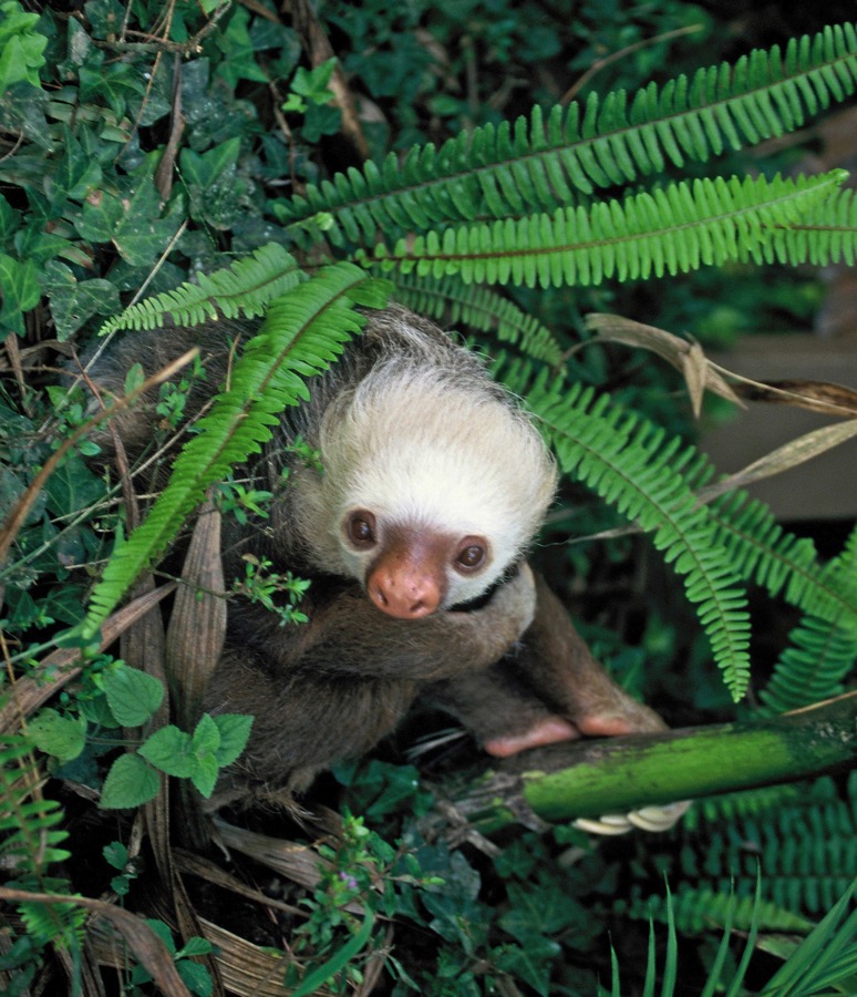 SLOTH...    HOFFMANNS TWO-TOED.JPG