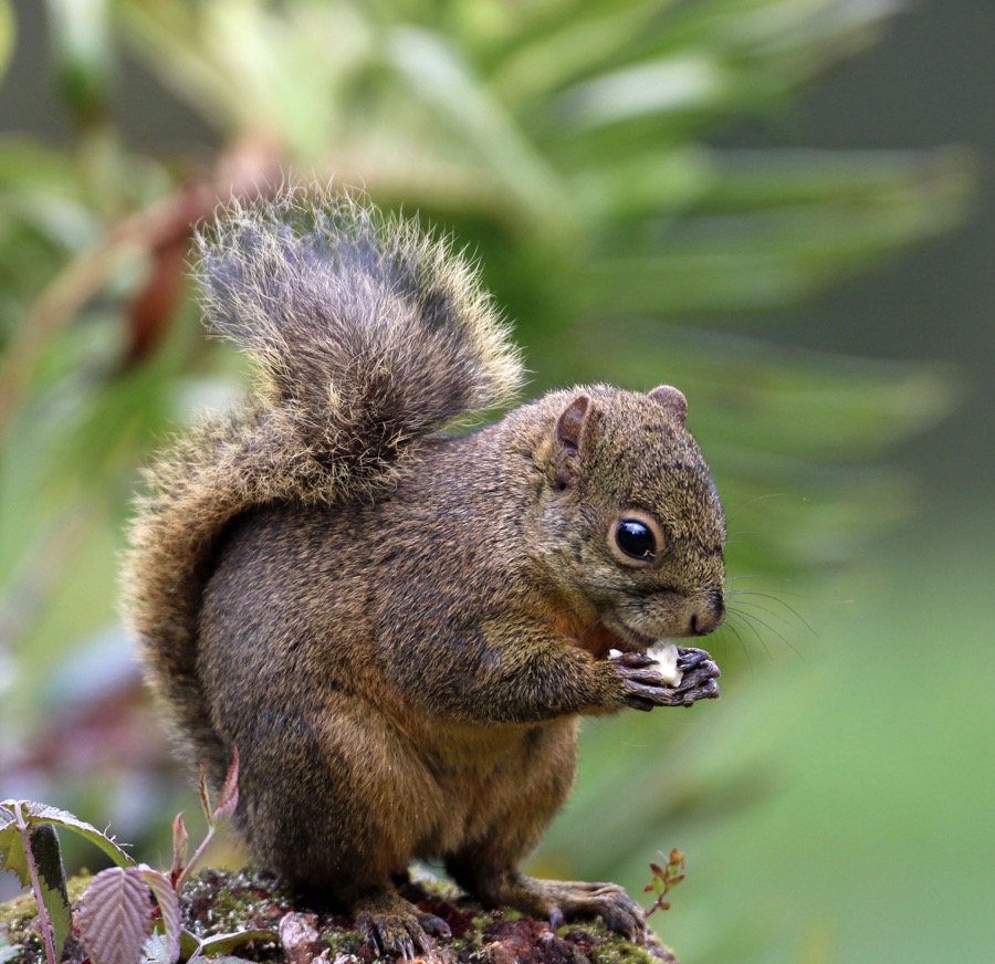 SQUIRREL. CENTRAL   AMERICAN.JPG