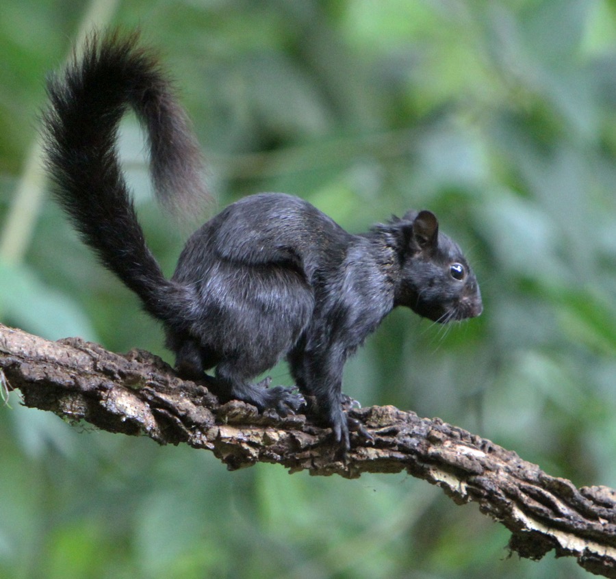 SQUIRREL..  VARIGATED.jpg