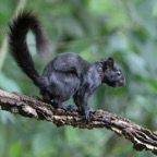 SQUIRREL..  VARIGATED.jpg