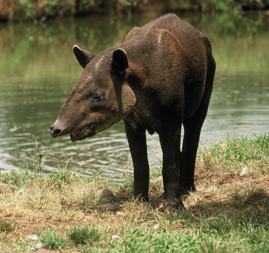 TAPIR.    BAIRDS.JPG