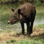 TAPIR.    BAIRDS.JPG