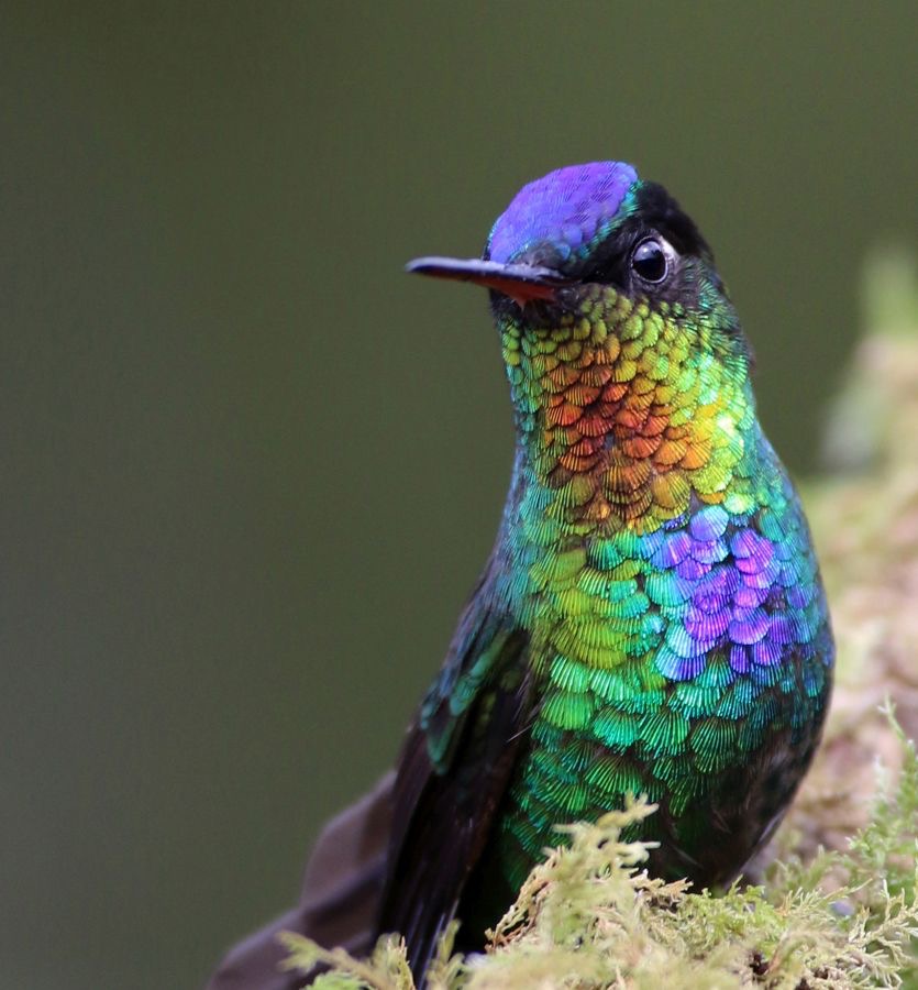 1.  FIERY THROATED .HUMMINGBIRD    San Gerardo CR.jpg