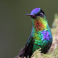 1.  FIERY THROATED .HUMMINGBIRD    San Gerardo CR.jpg