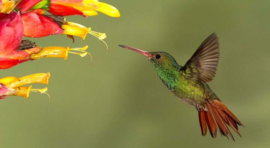 2.  RUFOUS TAILED    HUMMINGBIRD       R Naturalista.CR.JPG