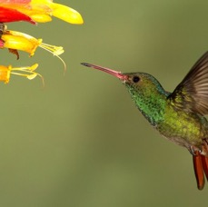 2.  RUFOUS TAILED    HUMMINGBIRD       R Naturalista.CR.JPG