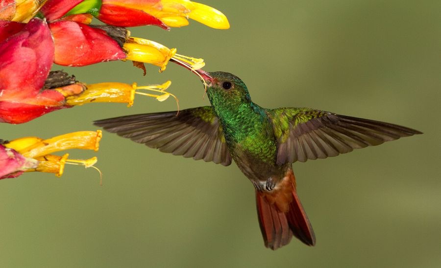 3.   RUFOUS      TAILED.  HUMMINGBIRD    R Naturalista. C.R. -.JPG