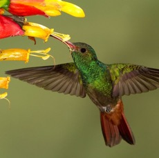 3.   RUFOUS      TAILED.  HUMMINGBIRD    R Naturalista. C.R. -.JPG