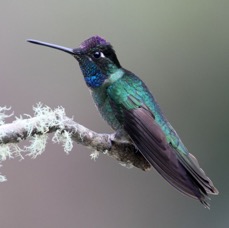 4.  MAGNIFICENT   HUMMINGBIRD     Savegre C.R..JPG