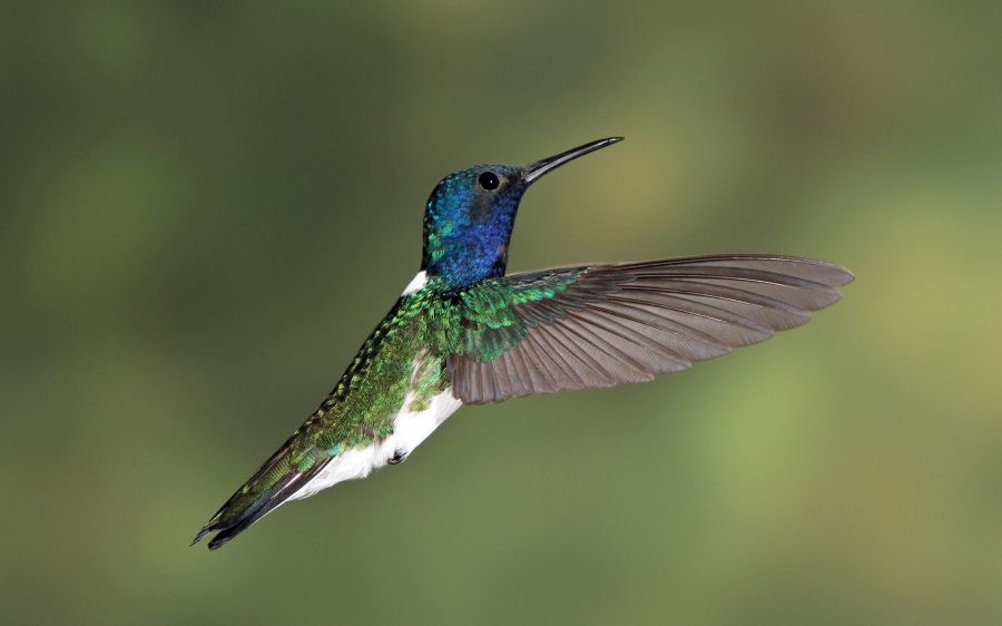 5.  JACOBIN.    WHITE NECKED   male       Rancho Naturalista.  C.R..JPG