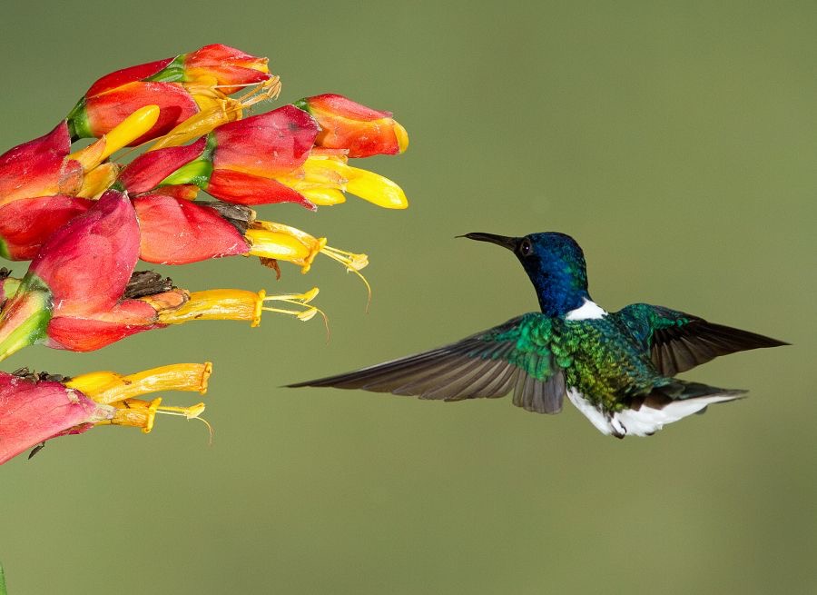 6.  JACOBIN..  WHITE NECKED  male    Rancho Naturalista C.R..JPG