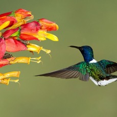 6.  JACOBIN..  WHITE NECKED  male    Rancho Naturalista C.R..JPG
