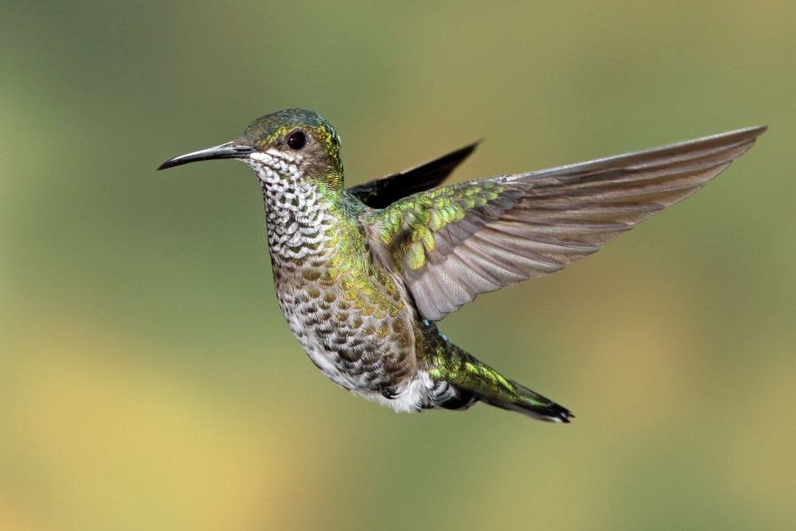 7.  JACOBIN..   WHITE NECKED  female Rancho Naturalista.  C.R..JPG