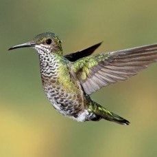 7.  JACOBIN..   WHITE NECKED  female Rancho Naturalista.  C.R..JPG