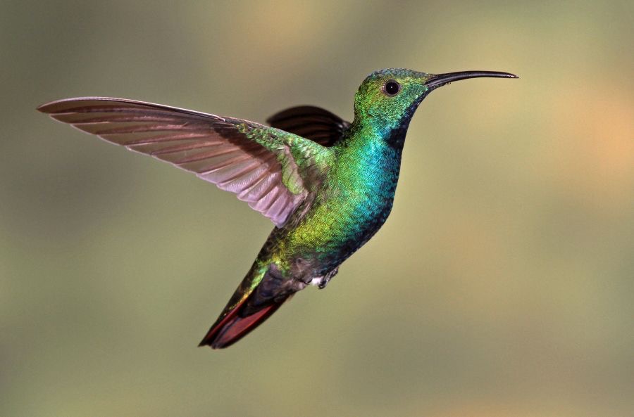 8.  MANGO..     GREEN   BREASTED   male    R.Naturalista CR.JPG