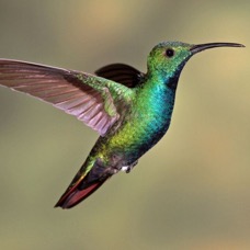 8.  MANGO..     GREEN   BREASTED   male    R.Naturalista CR.JPG