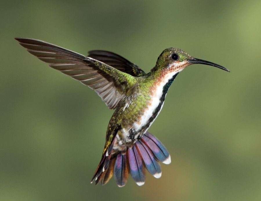 10.  MANGO.      GREEN   BREASTED  fem  R.Naturalista CR.JPG