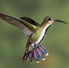 10.  MANGO.      GREEN   BREASTED  fem  R.Naturalista CR.JPG