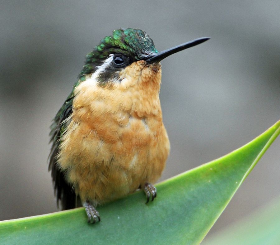 12.  MOUNTAIN GEM.  female             GREY  TAILED    Savegre. C.R..jpg