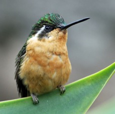 12.  MOUNTAIN GEM.  female             GREY  TAILED    Savegre. C.R..jpg