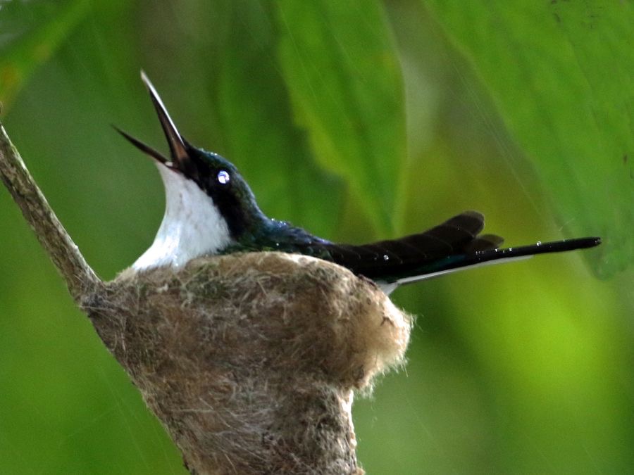 13.  FAIRY.      PURPLE CROWNED       Cope Arte C.R.         on nest in rain.JPG