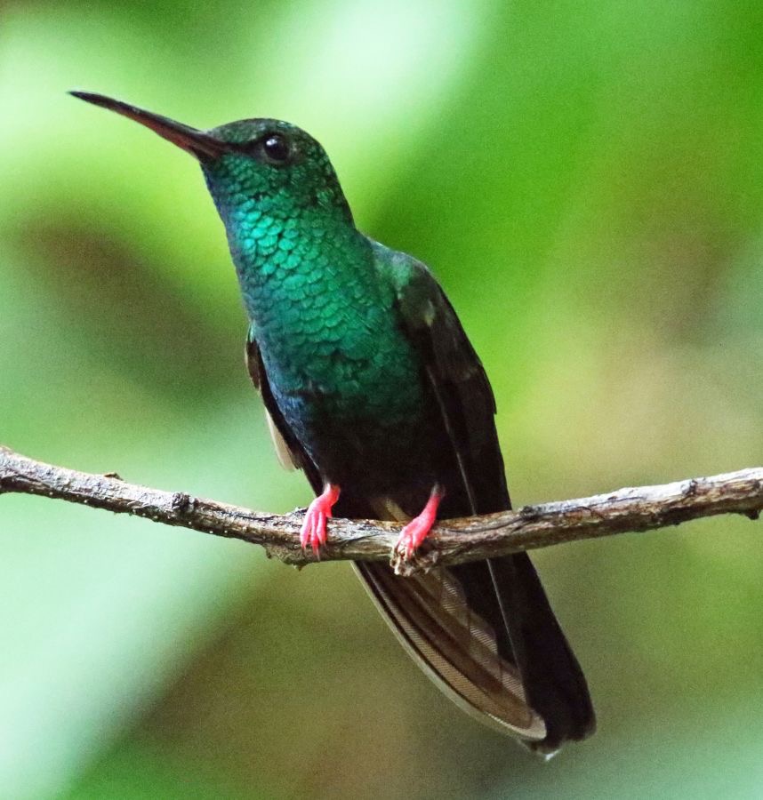 14 PLUMELETEER   RED FOOTED  Cope Arte,  C.R..jpg