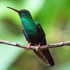 14 PLUMELETEER   RED FOOTED  Cope Arte,  C.R..jpg