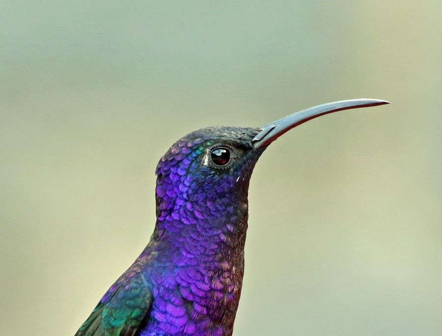 15.  SABREWING..  VIOLET. male.     Toucanet Lodge, C.R..jpg